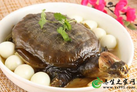 甲鱼的营养价值和药用价值_甲鱼的滋补作用
