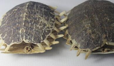 鳖甲的功效与作用禁忌_鳖甲禁忌人群与注意事项