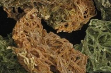 海粉的功效与作用禁忌_海粉禁忌人群与注意事项