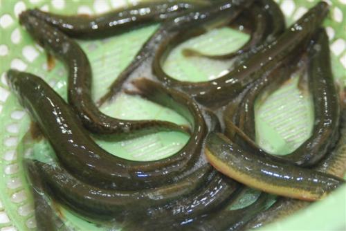 泥鳅不能和什么一起同吃？与泥鳅相宜相克的食物有哪些