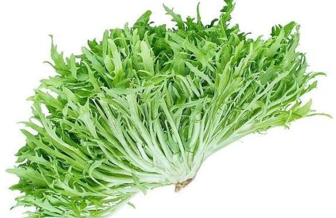 苦菜的禁忌人群与作用功效_什么人不能吃 不宜同吃食物