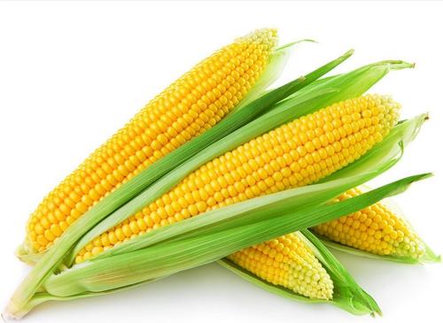 玉米不能和什么一起同吃？与玉米相宜相克的食物有哪些