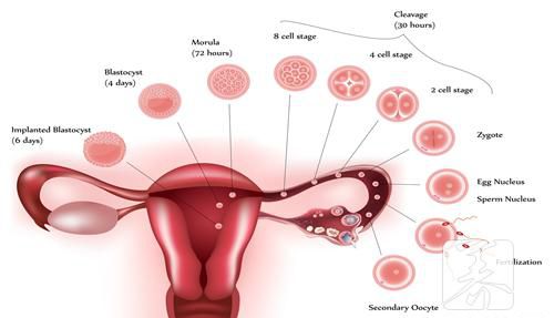 女性卵巢保养瑜伽方法