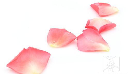 月季花瓣能吃吗