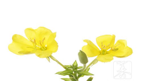 月见草适合什么年龄段？