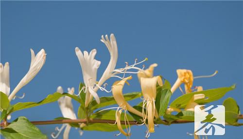 蜜款冬花功效与作用