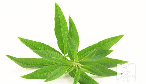 刺儿草的功效与作用是什么？
