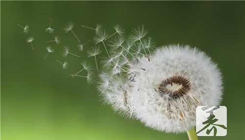 蒲公英可以洗外阴吗
