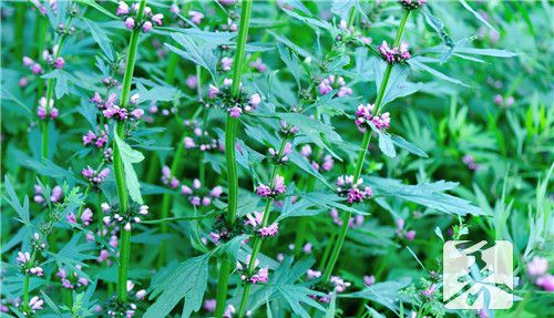 节节草用水煮治什么病