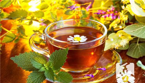 菊苣桅子茶有什么功效