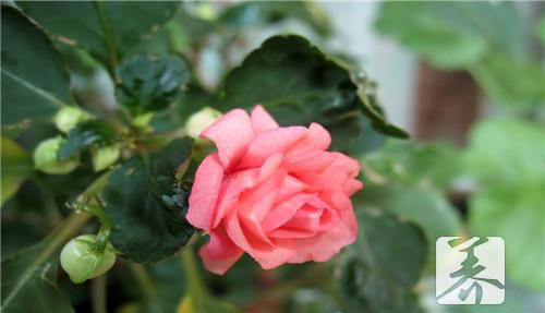 达达香花有哪些功效？