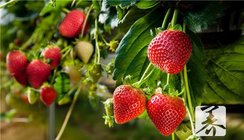 草莓10大食疗秘方