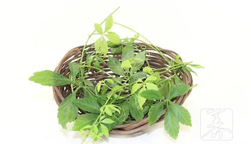 绞股蓝的用量及食疗价值
