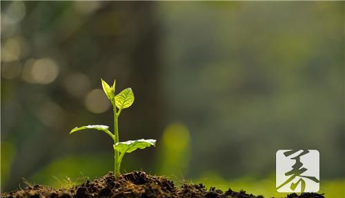 适合养在办公桌的植物有哪些