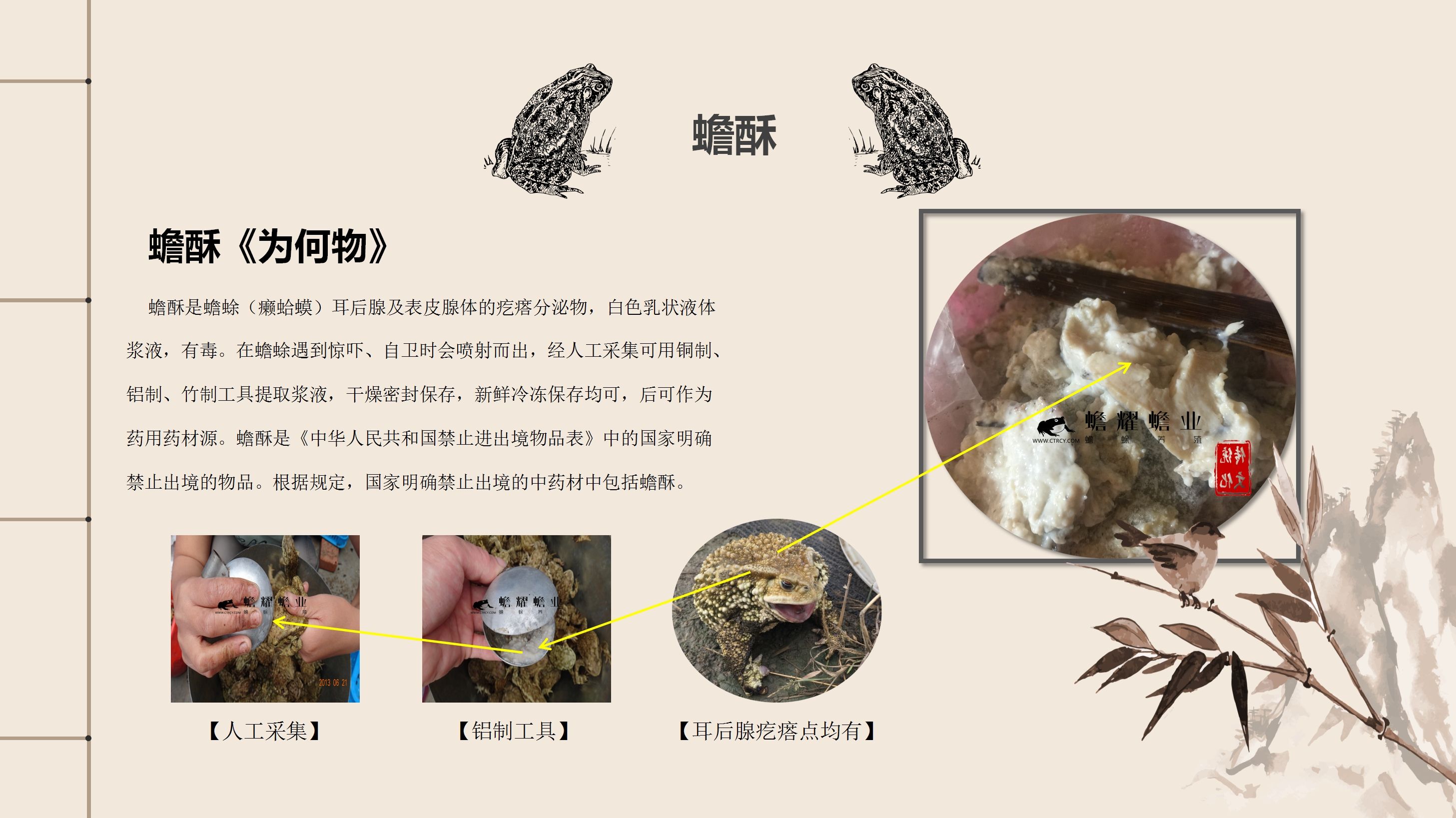 蟾酥的现代药理与作用功效_蟾酥可以治疗哪些疾病