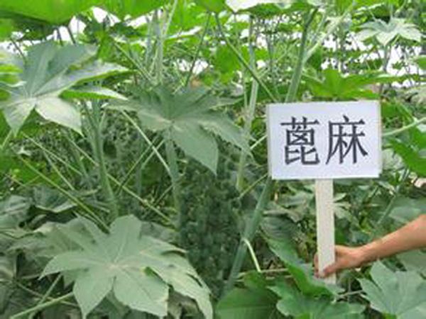 蓖麻的现代药理与作用功效_蓖麻可以治疗哪些疾病
