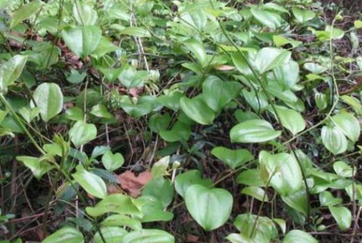 菝葜的现代药理与作用功效_菝葜可以治疗哪些疾病