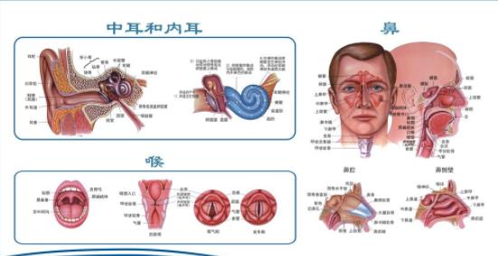 耳鼻咽喉科疾病诊治特点