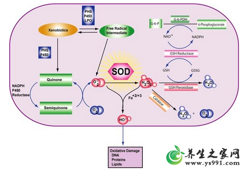 什么是超氧化物歧化酶SOD?超氧化物歧化酶的7大作用