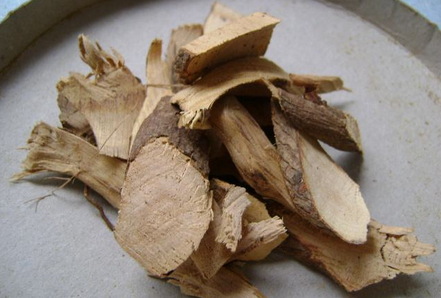 茶叶树根的功效与作用_茶树根的主治功能治什么病用法用量
