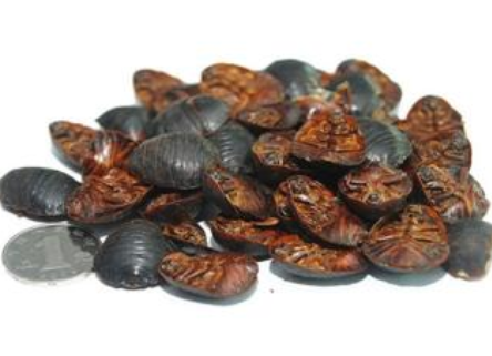 中医李兆秀重用土鳖虫治妇科疾病经验