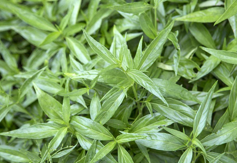 凌云鹏重用穿心莲治泄泻经验