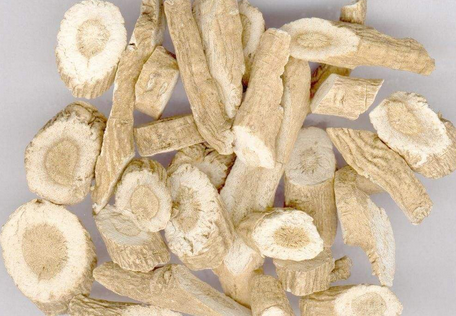 冯先波重用板蓝根治疗咳嗽经验