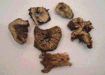 裘沛然重用升麻经验
