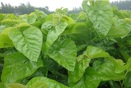 孙朝宗重用桑叶平肝风经验医案