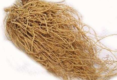 徐应坤重用细辛治疗阳痿经验医案