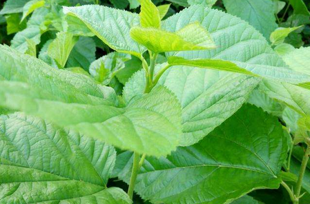 经常吃桑叶有什么好处?食用桑叶的禁忌、注意事项