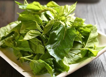 桑叶的加工与炮制_炒桑叶、蜜炙桑叶、生桑叶的区别应用