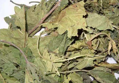 桑叶的作用与功效禁忌_桑叶的应用注意事项