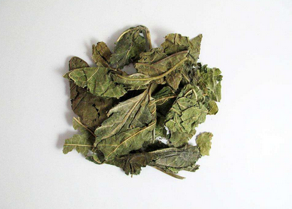 桑叶能不能降低高血压?桑叶泡水降血压的中药方与茶方