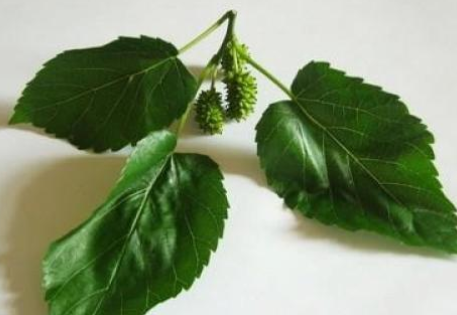 桑叶与菊花的异同点_桑叶菊花哪个寒?相同功效与区别