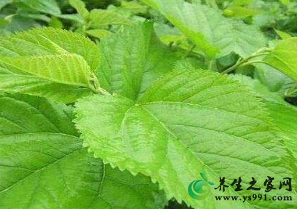 桑叶的作用与功效_桑叶的药用价值及好处