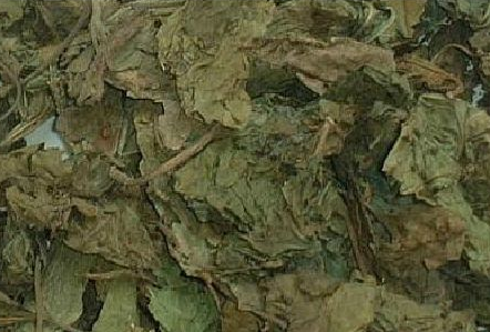 桑叶作用功效速记歌诀顺口溜