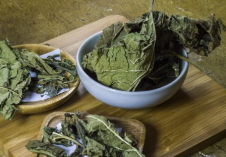 桑叶饮片的特征、性味归经与精选验方