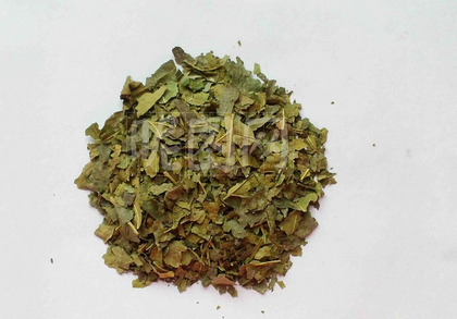 桑叶的识别特征与用法用量