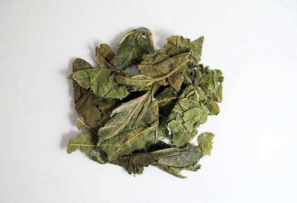 桑叶的功效及用法用量、配伍及注意事项