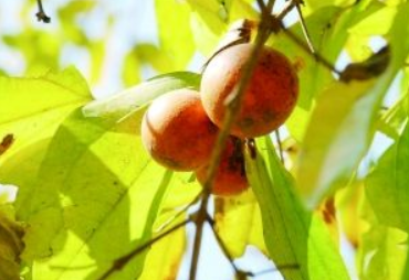 马钱子中毒的解救方法与治疗措施