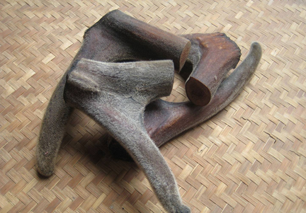 ​鹿茸加工的注意事项_制作鹿茸的禁忌及注意事项