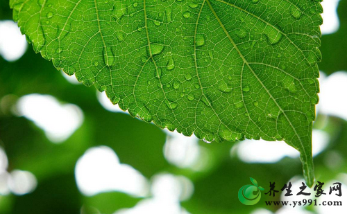 桑叶延年益寿丹方