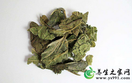 桑叶茶的保健原理