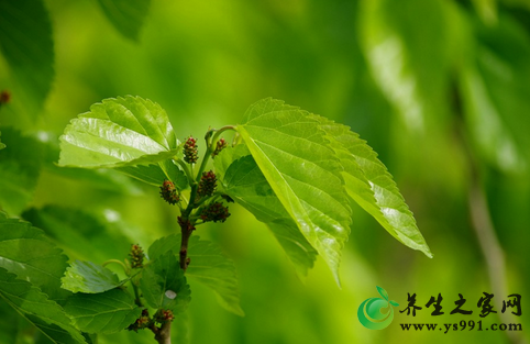 桑叶可以治疗感冒吗？桑叶治感冒的偏方及食疗方法