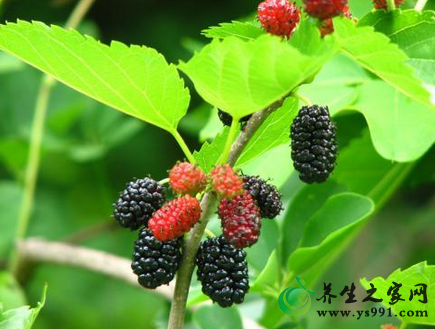 桑叶治白发真的有效吗?怎么治_桑叶治少白头发偏方