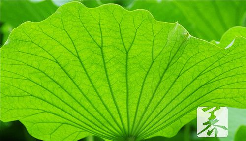 荷叶和山楂泡水喝可以减肥吗