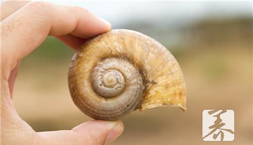 海螺能冷冻吗_海螺可以冷冻吗