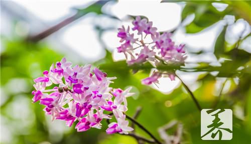 花胶石斛汤