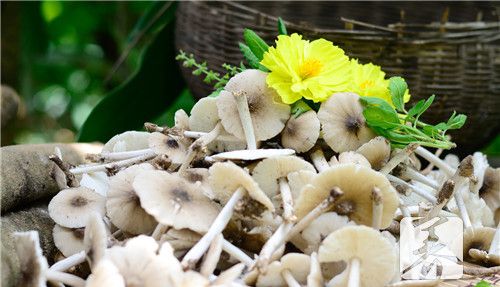 云南食用野生菌大全